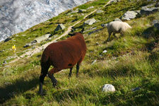 Aletsch%20Gletscher%202016